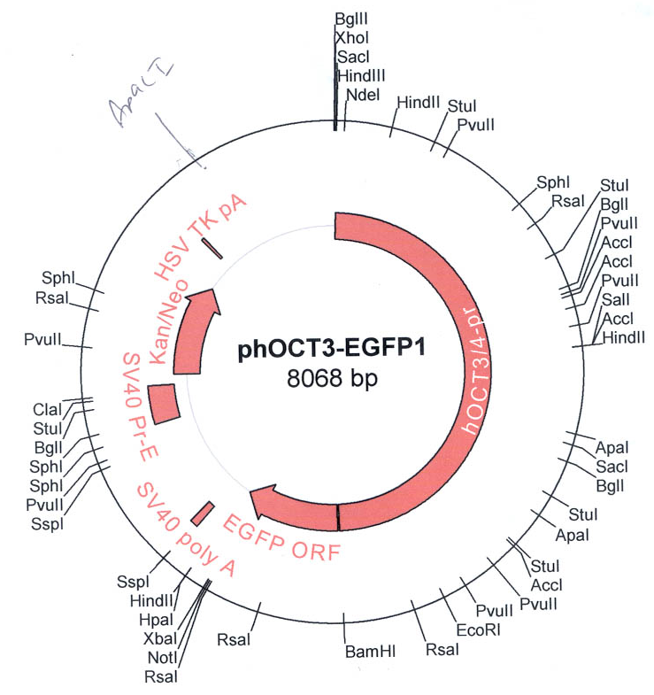 phOct4-EGFP载体图谱
