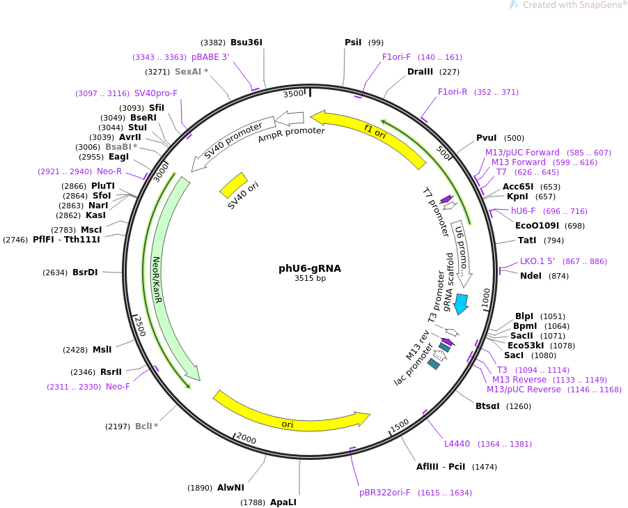 phU6-gRNA质粒图谱