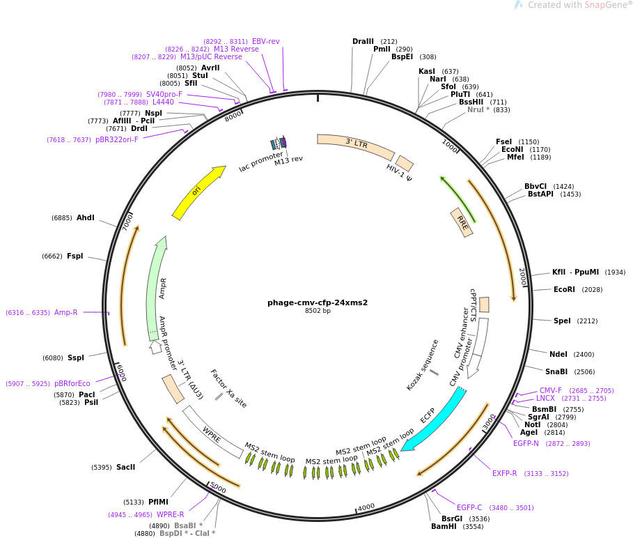 phage-cmv-cfp-24xms2质粒图谱