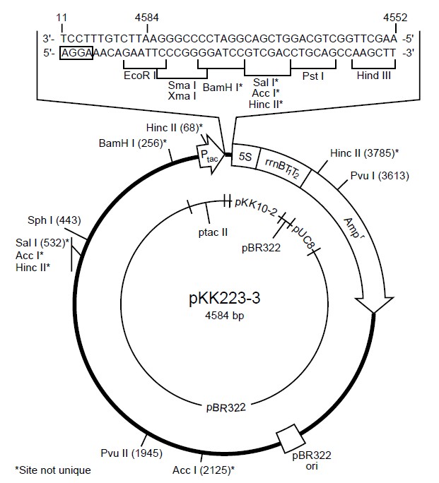 pkk223-3载体图谱