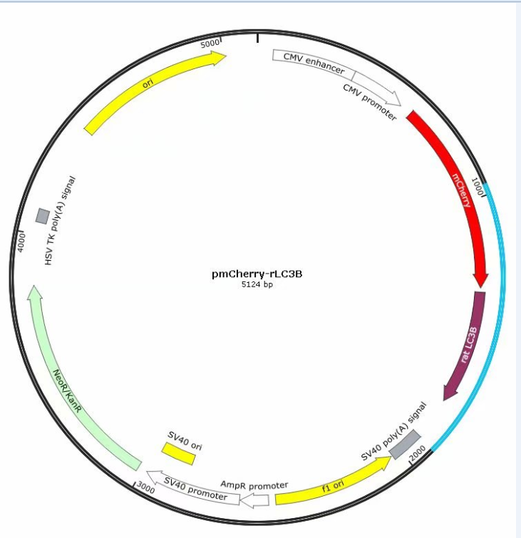 pmCherry-rLC3B载体图谱