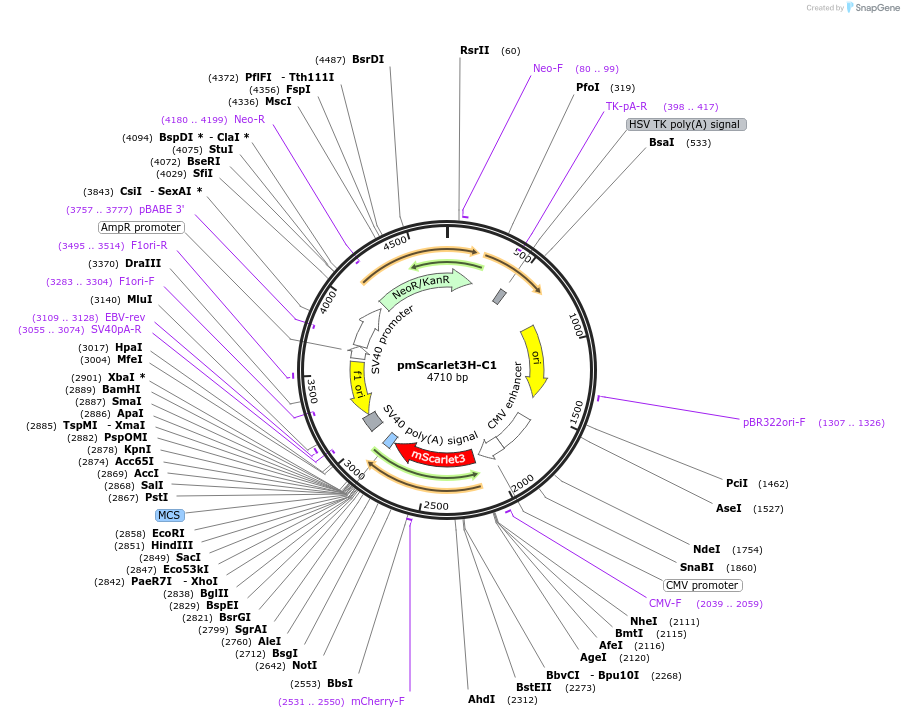 pmScarlet3H-C1载体图谱