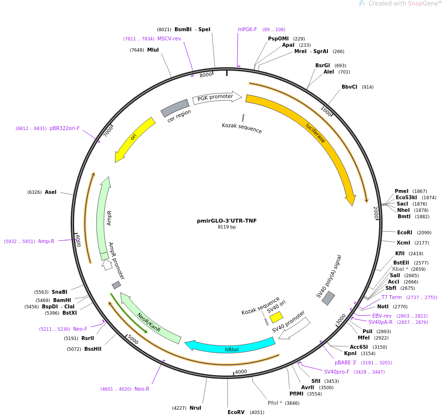 pmirGLO-3'UTR-TNF质粒图谱