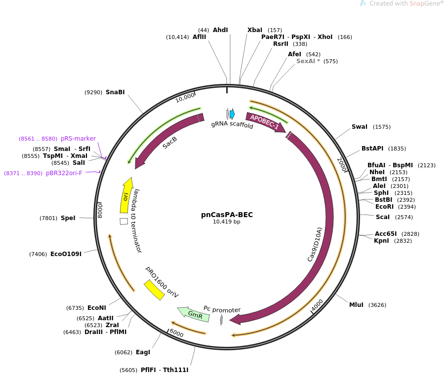 pnCasPA-BEC质粒图谱