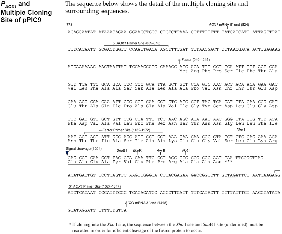 pPIC9多克隆位点