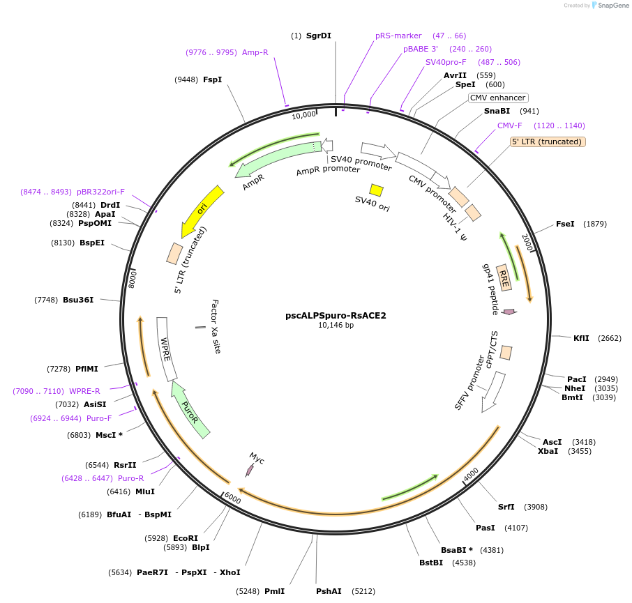 pscALPSpuro-RsACE2载体图谱
