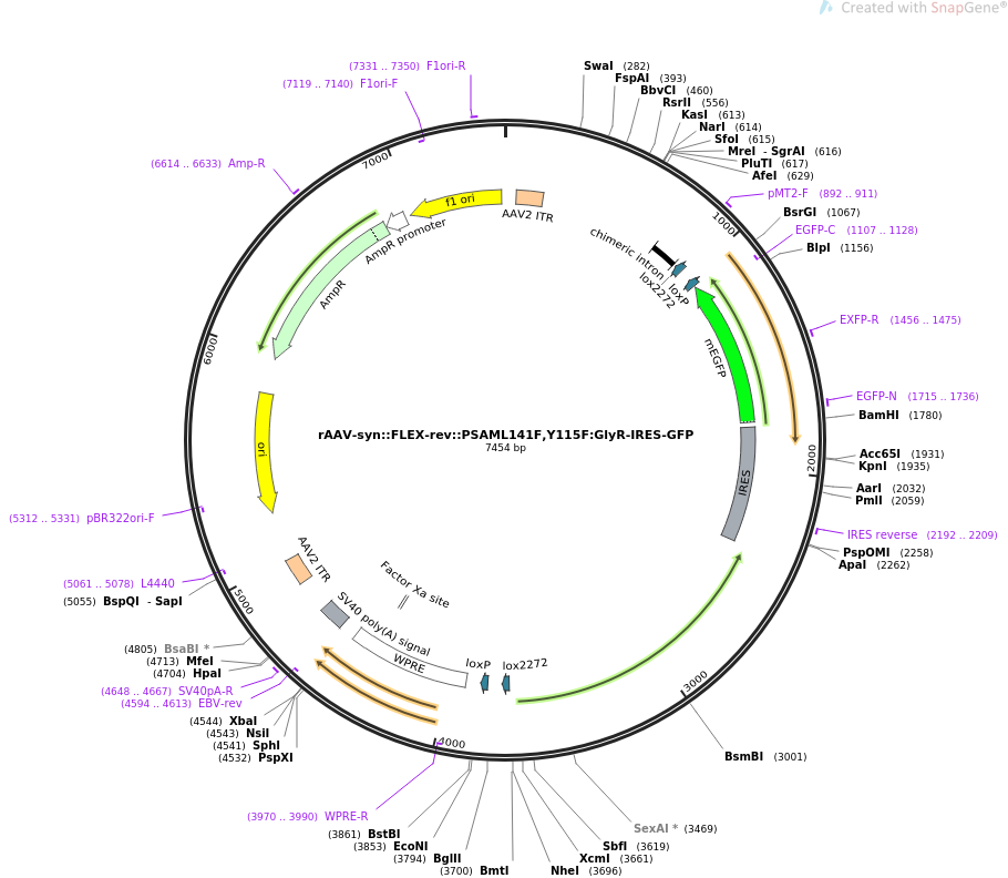 rAAV-syn-FLEX-rev-PSAML141F,Y115F-GlyR-IRES-GFP质粒图谱