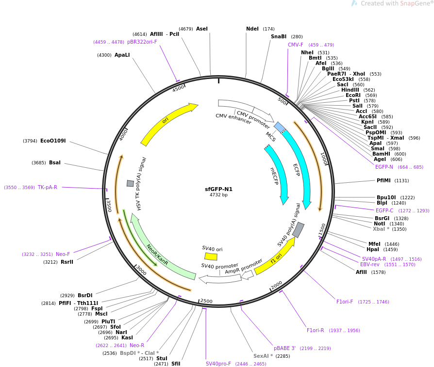 sfGFP-N1质粒图谱