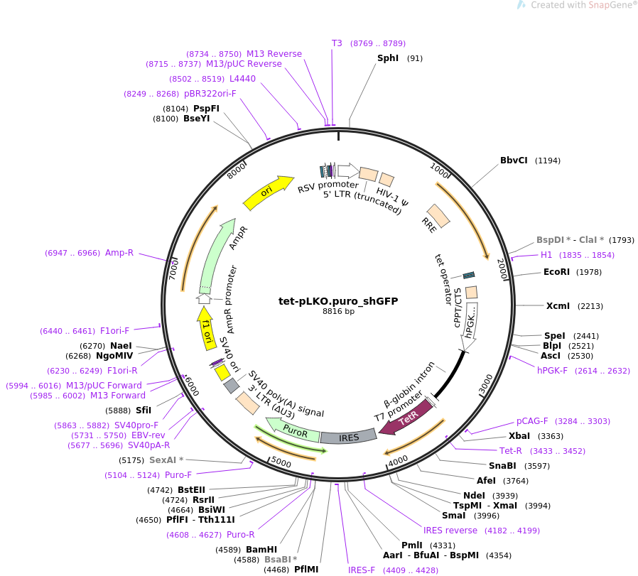 tet-pLKO.puro_shGFP质粒图谱