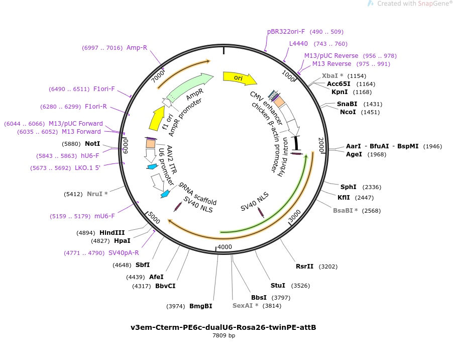 v3em-Cterm-PE6c-dualU6-Rosa26-twinPE-attB载体图谱