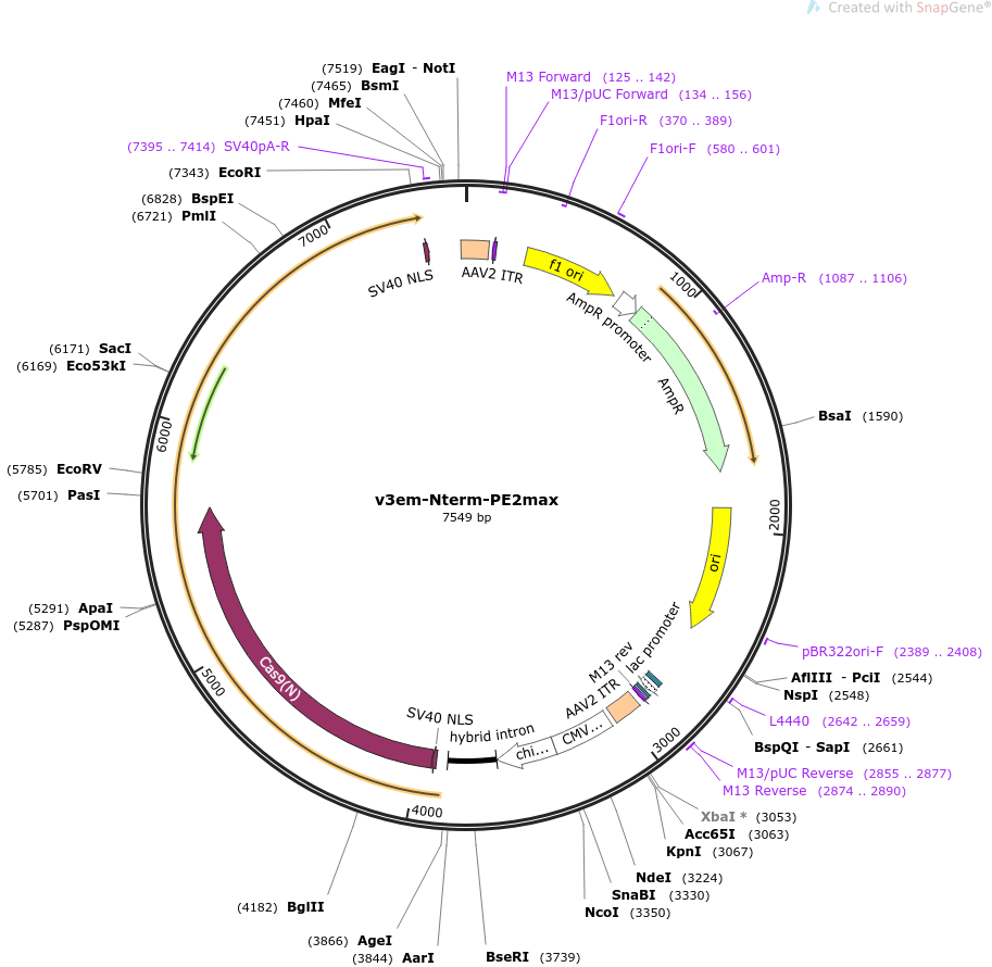 v3em-Nterm-PE2max质粒图谱