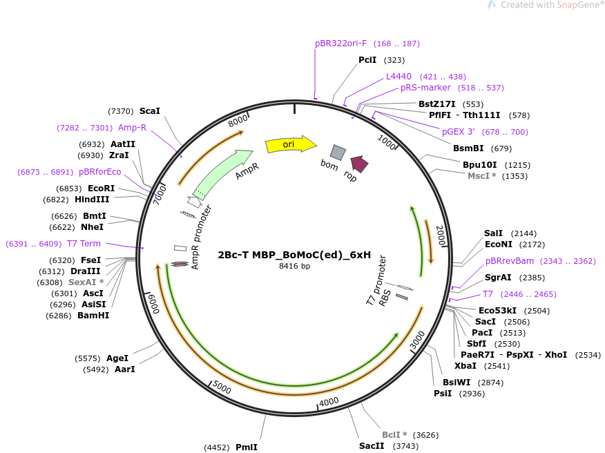 2Bc-T MBP_BoMoC(ed)_6xH载体质粒图谱、序列、抗性、价格、测序引物、大小等信息_生物风载体