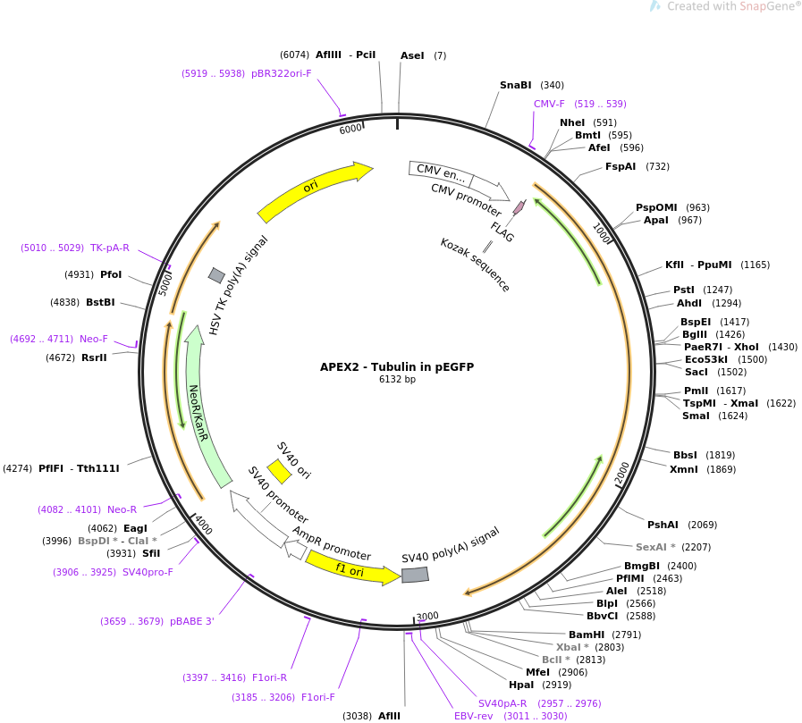 APEX2 - Tubulin in pEGFP载体质粒图谱、序列、抗性、价格、测序引物、大小等信息_生物风载体