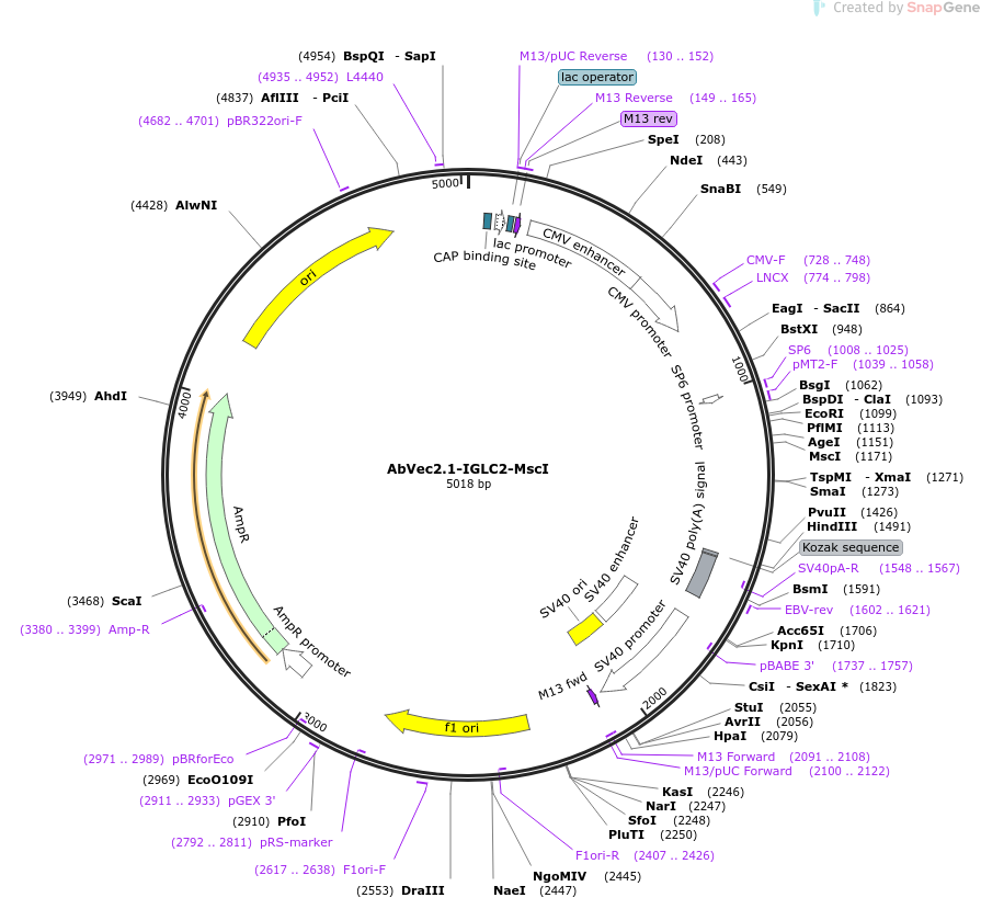 Pdc316 Map AbVec2.1-IGLC2-MscI载体质粒图谱、序列、抗性、价格、测序引物、大小等信息_生物风载体