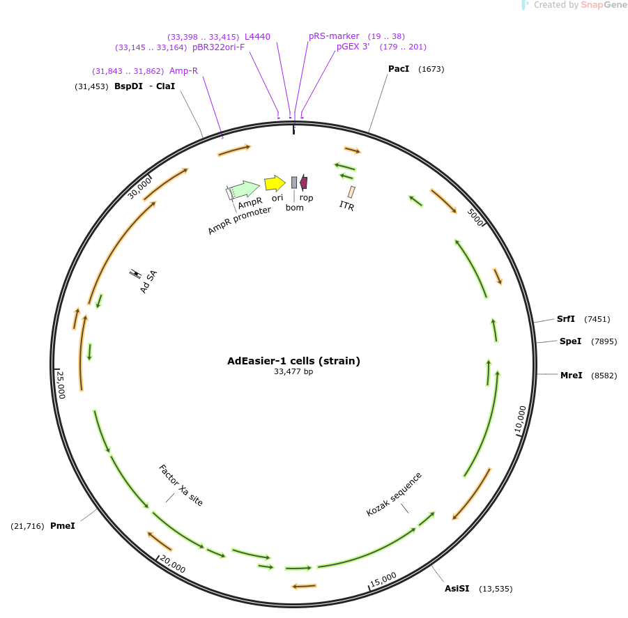 AdEasier-1 cells (strain)载体质粒图谱、序列、抗性、价格、测序引物、大小等信息_生物风载体