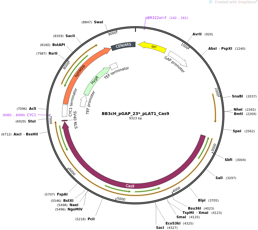 BB3cH_pGAP_23*_pLAT1_Cas9载体质粒图谱、序列、抗性、价格、测序引物、大小等信息_生物风载体