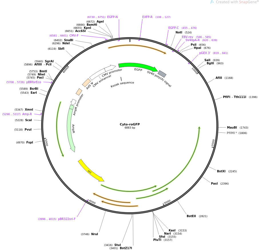 Rogfp Structure Cyto-roGFP载体质粒图谱、序列、抗性、价格、测序引物、大小等信息_生物风载体