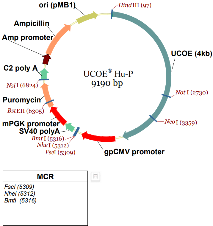 Ucoe UCOE Hu-P载体质粒图谱、序列、抗性、价格、测序引物、大小等信息_生物风载体