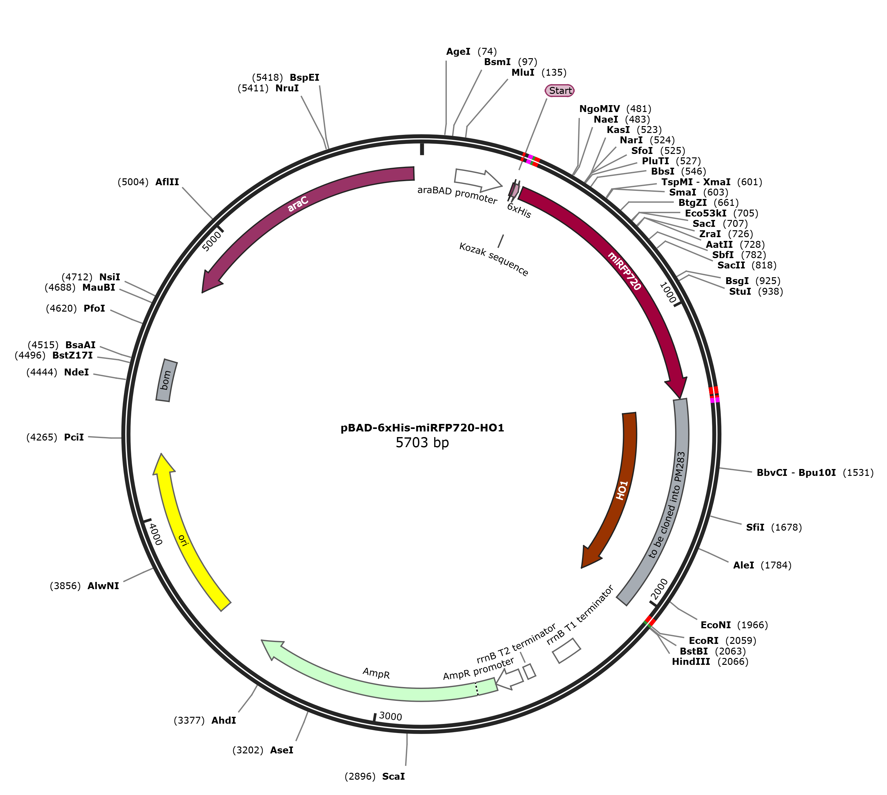 pBAD-6xHis-miRFP720-HO1载体质粒图谱、序列、抗性、价格、测序引物、大小等信息_生物风载体