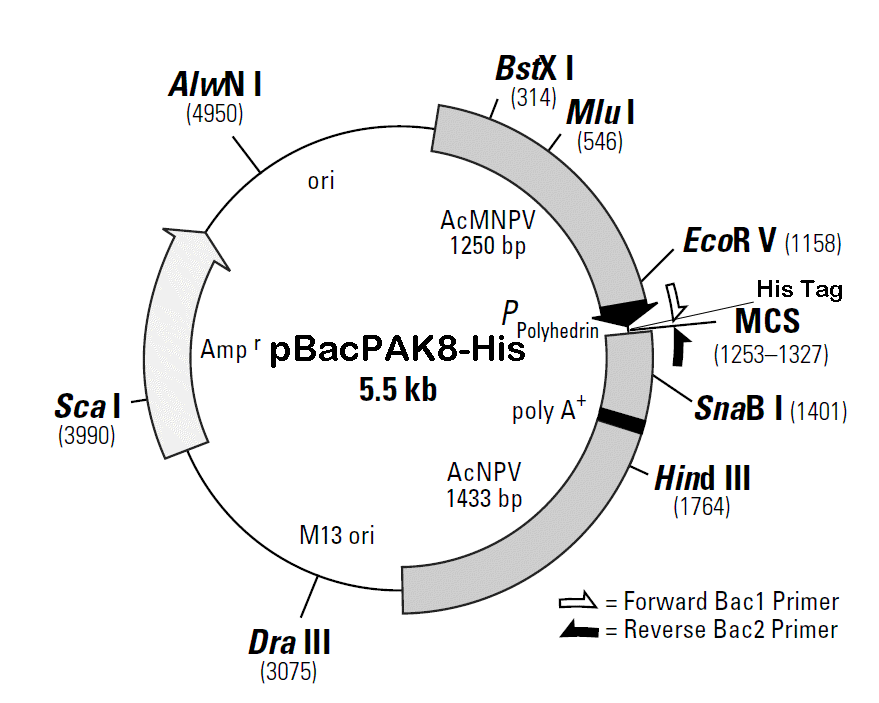 pBacPAK8-His载体图谱