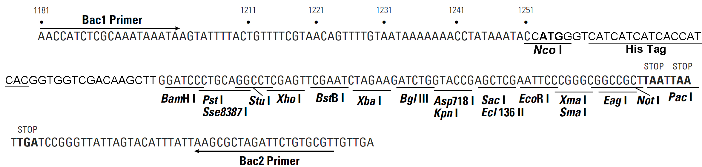 pBacPAK8-His多克隆位点