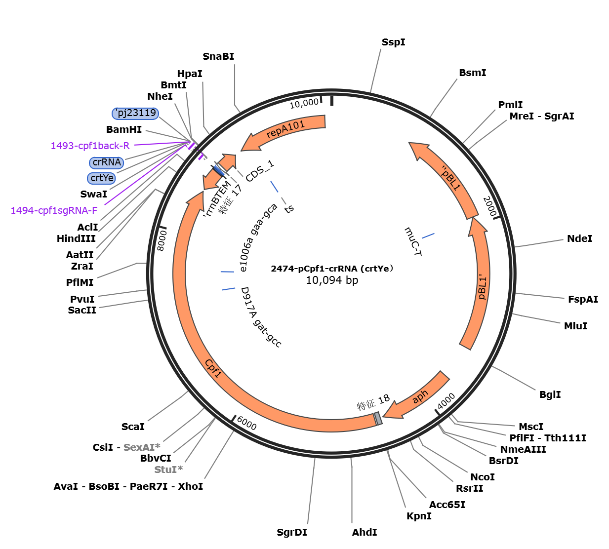 pCpf-crRNA(crtYe)载体质粒图谱、序列、抗性、价格、测序引物、大小等信息_生物风载体