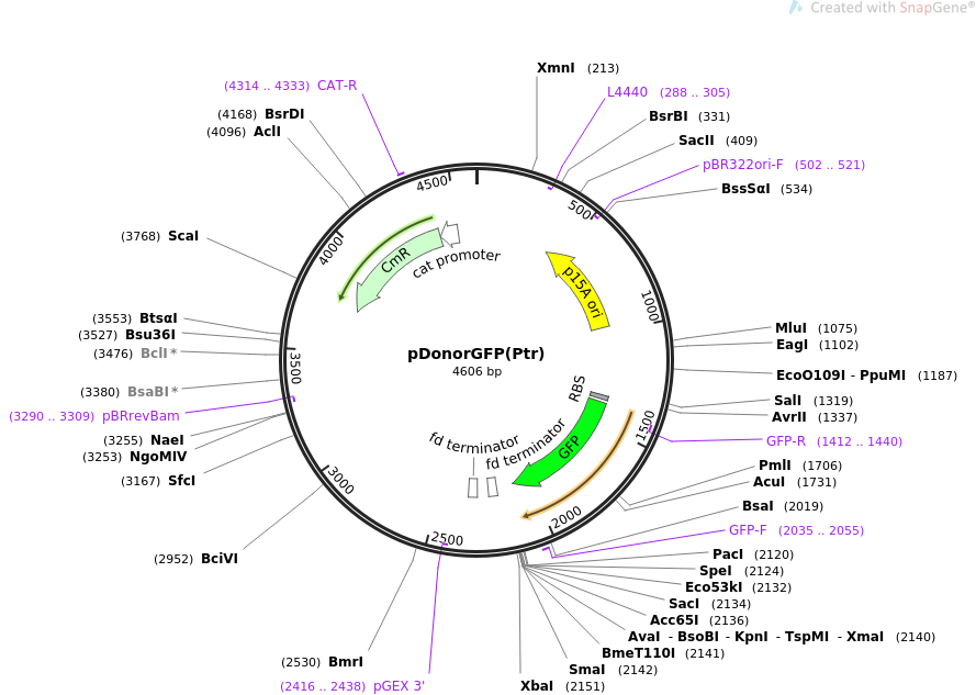 pDonorGFP(Ptr)载体质粒图谱、序列、抗性、价格、测序引物、大小等信息_生物风载体