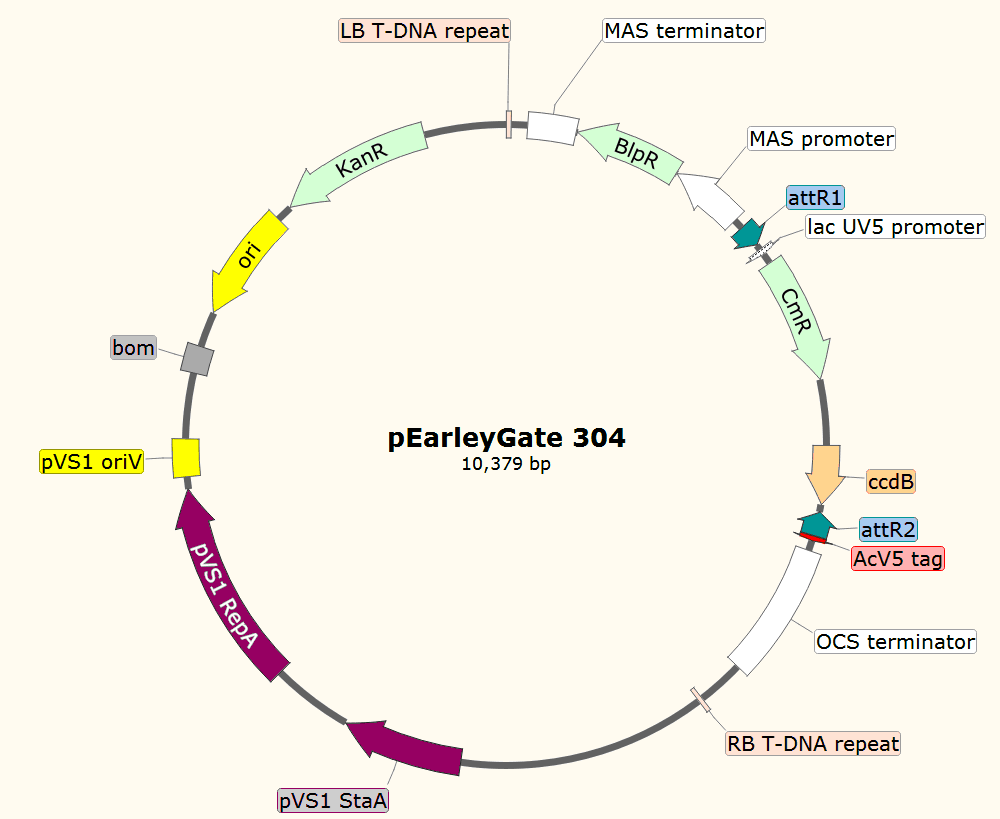 pEarleyGate304载体图谱