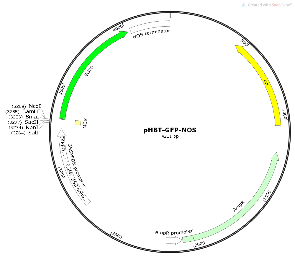 Phb Vector pHBT-GFP-NOS质粒图谱、载体图谱、序列、价格、抗性、测序引物、大小等信息_生物风载体