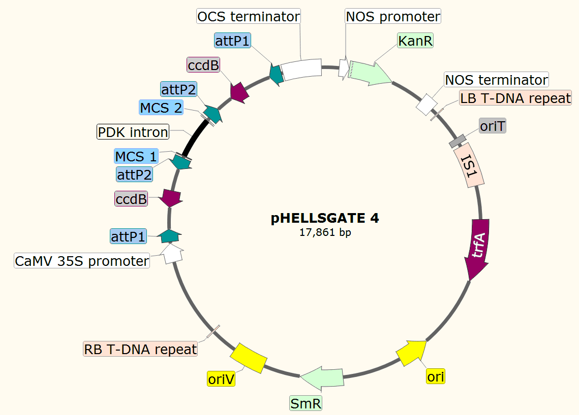 pHELLSGATE4载体图谱