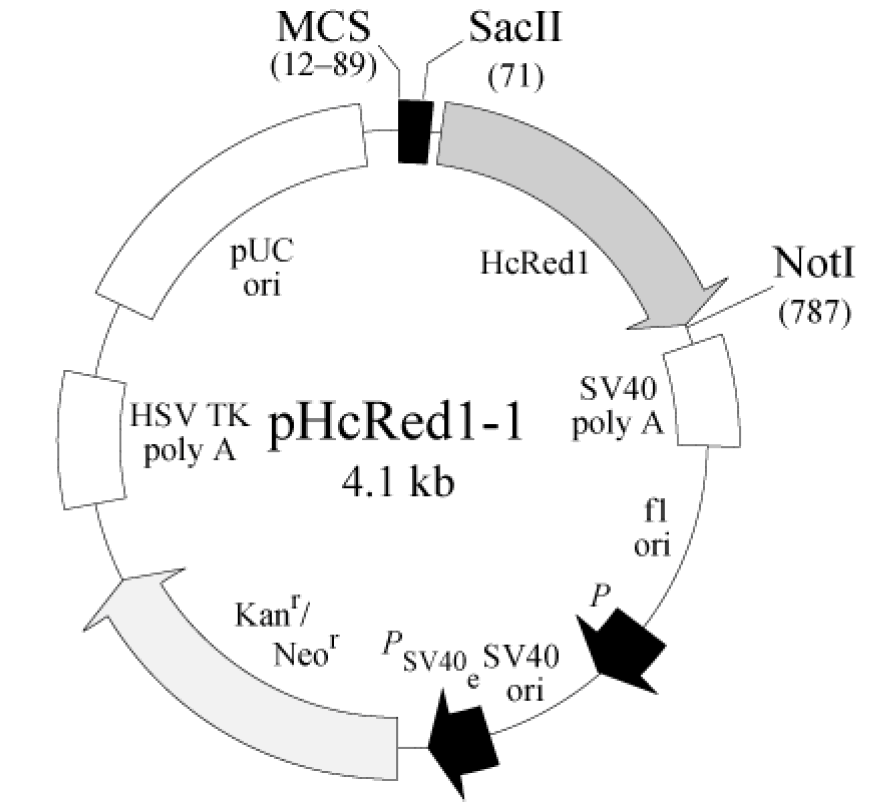 pHcRed1-1载体图谱