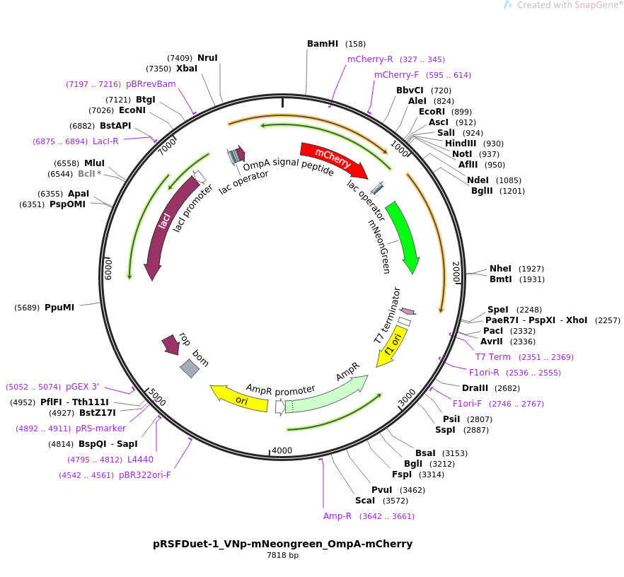 pRSFDuet-1_VNp-mNeongreen_OmpA-mCherry载体质粒图谱、序列、抗性、价格、测序引物、大小等信息_生物风载体