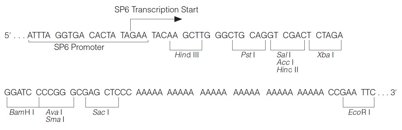 pSP64载体多克隆位点 点击看大图 pSP64多克隆位点