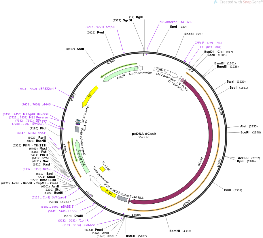 Pdcas9 Vector pcDNA-dCas9 pcDNAdCas9载体质粒图谱、序列、抗性、价格、测序引物、大小等信息_生物风载体