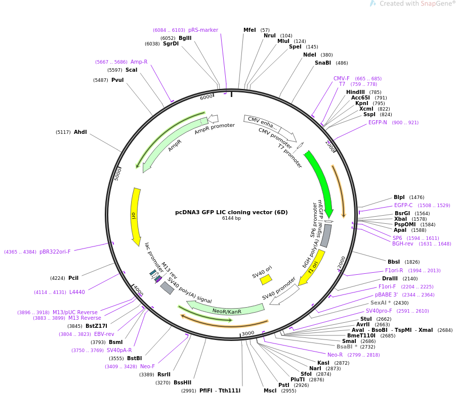 pcDNA3 GFP LIC cloning vector (6D)载体质粒图谱、序列、抗性、价格、测序引物、大小等信息_生物风载体