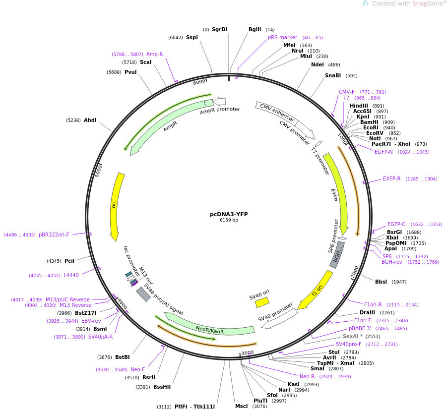pcDNA3-YFP pcDNA3YFP载体质粒图谱、序列、抗性、价格、测序引物、大小等信息_生物风载体
