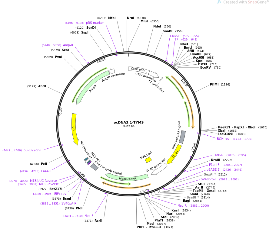 pcDNA3.1-TYMS pcDNA3.1TYMS载体质粒图谱、序列、抗性、价格、测序引物、大小等信息_生物风载体