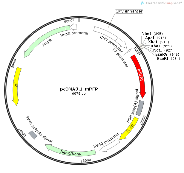 pcDNA3.1-mRFP pcDNA3.1mRFP载体质粒图谱、序列、抗性、价格、测序引物、大小等信息_生物风载体