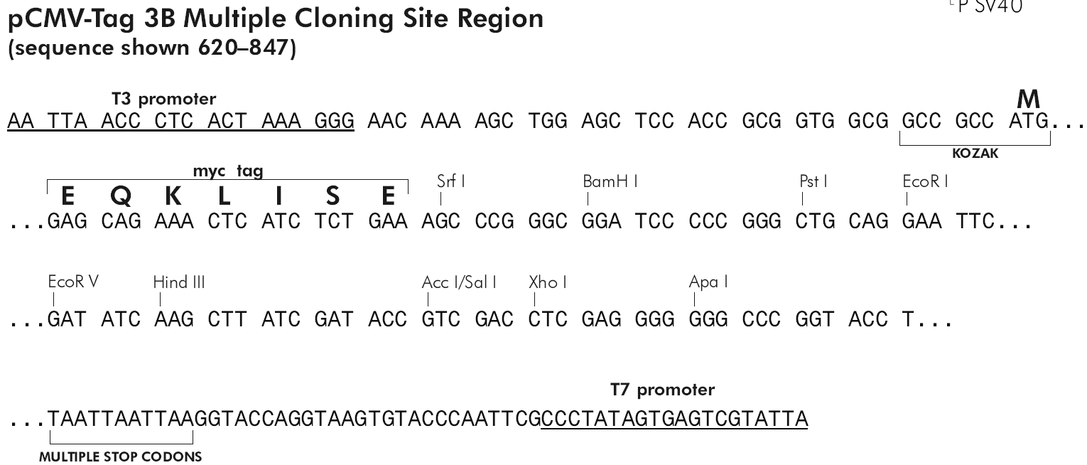 pCMV-Tag 3B载体质粒图谱、序列、价格、抗性、大小等基本信息_生物风载体