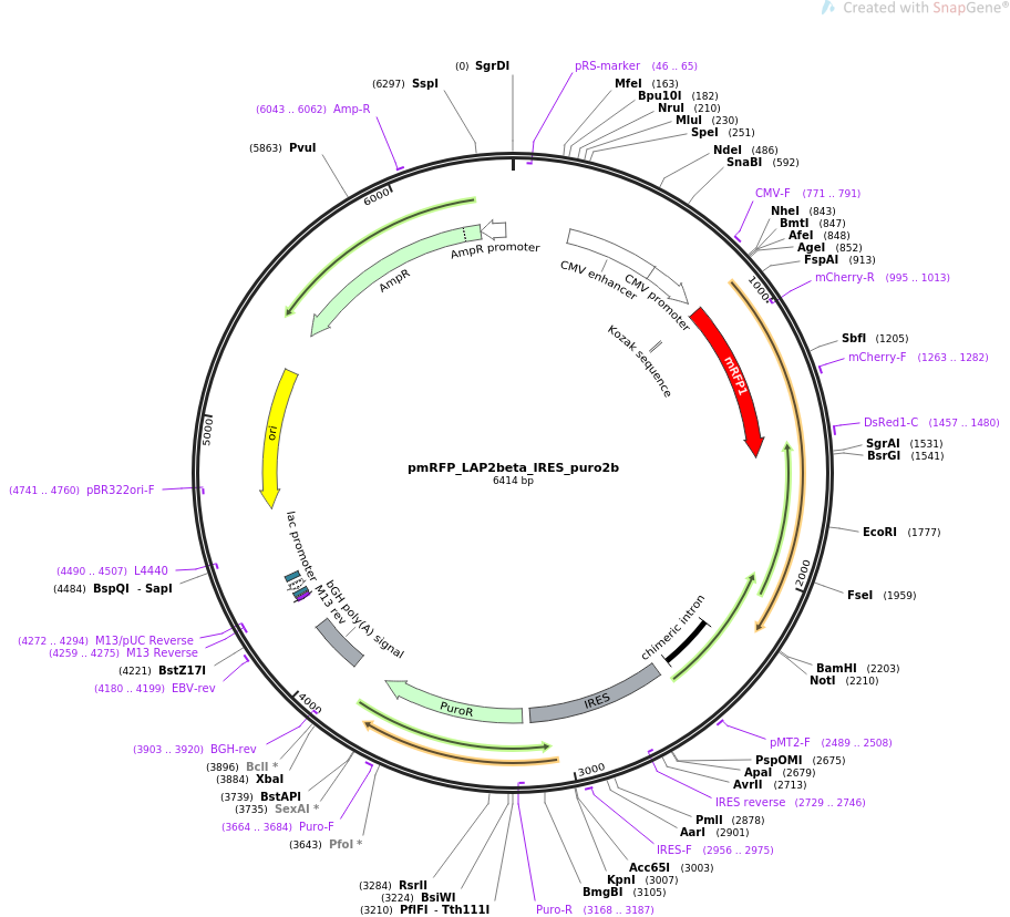 pmRFP_LAP2beta_IRES_puro2b载体质粒图谱、序列、抗性、价格、测序引物、大小等信息_生物风载体