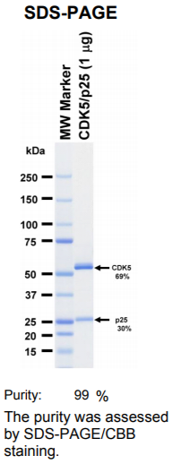 CDK5-p25激酶蛋白