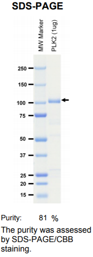 PLK2激酶蛋白