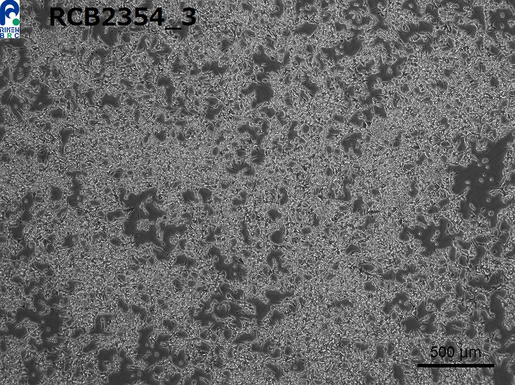 ATCC CCL-228 293-GP细胞图片