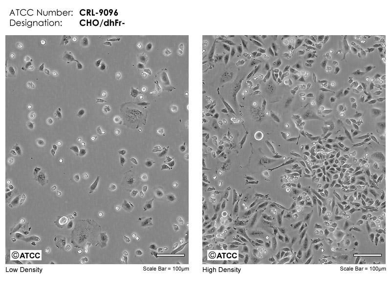CHOdhFr-细胞图片
