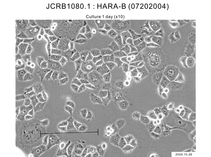 HARA-B细胞图片