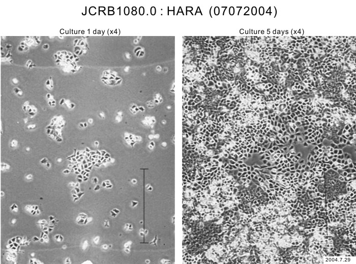HARA细胞图片