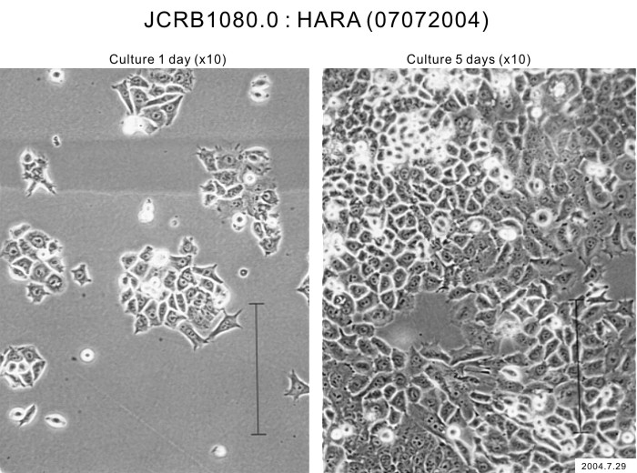 HARA细胞图片