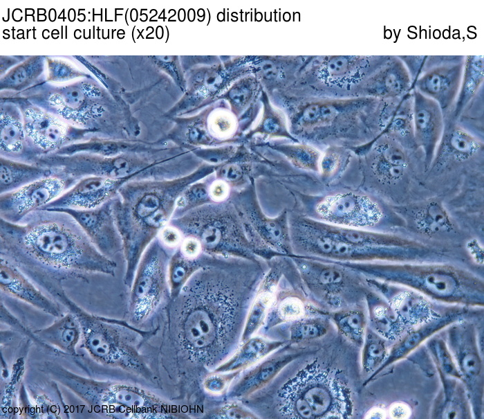ATCC CCL-228 HLF细胞图片
