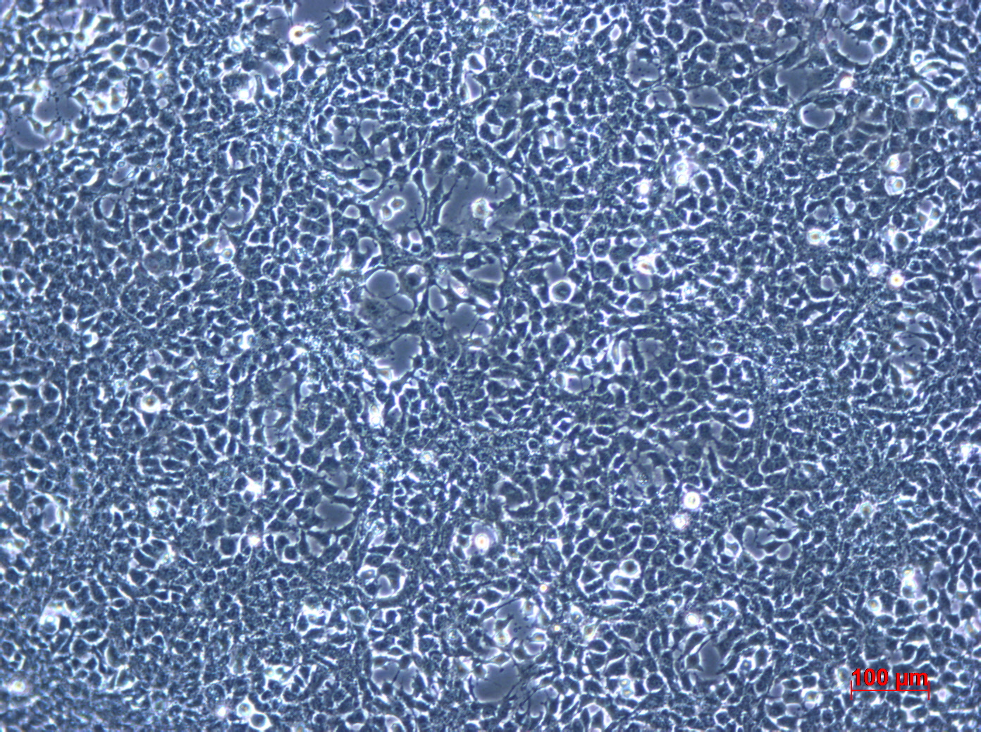 Hepa-1c1c7细胞图片