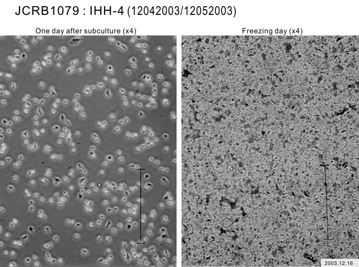 IHH-4细胞图片